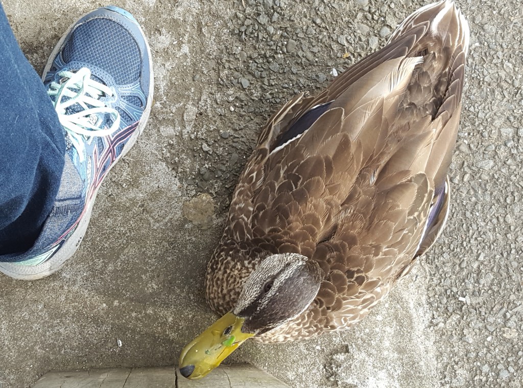 Getaway to West Auckland – Laingholm&nbsp;Adventures